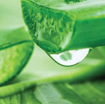 Aloe Vera
